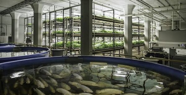 Is Aquaculture Business Profitable in India?