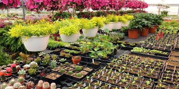 Is Plant Nursery Business Profitable in India?
